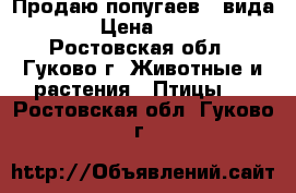 Продаю попугаев 3 вида . › Цена ­ 300 - Ростовская обл., Гуково г. Животные и растения » Птицы   . Ростовская обл.,Гуково г.